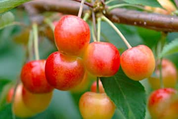 Cherry picking season